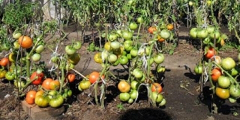 Kako uzgajati paradajz bez rasada